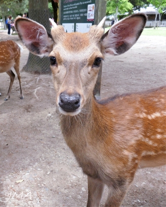 A deer. Seen in Nara, Japan.